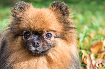 Pomeranian dog portrait close up