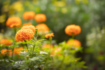 Orange velvet marigold, flower background
