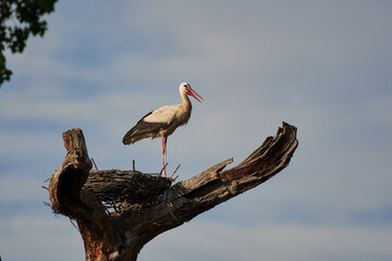 Amazing white stork,, Ciconia ciconia,, and his family in natural environment, Marchegg, Austria, Europe