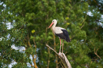 Amazing white stork,, Ciconia ciconia,, and his family in natural environment, Marchegg, Austria, Europe