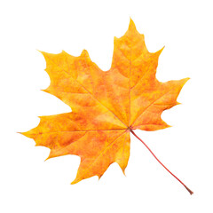 Orange and red maple leaf isolated on white background