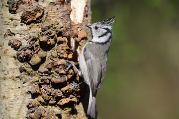 Czubatka europejska, czubatka, sikora czubatka, sikora czubata (Lophophanes cristatus) © Bogumił Dłubek