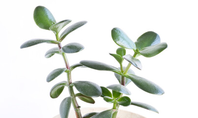 Jade plant (Crassula ovata) - houseplant on a light background. Money tree succulent plant with dark green leaves.