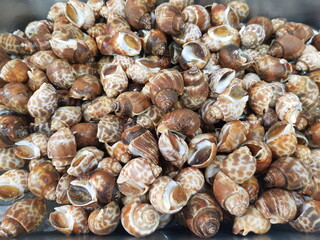 Periwinkle from the river can be used for cooking.