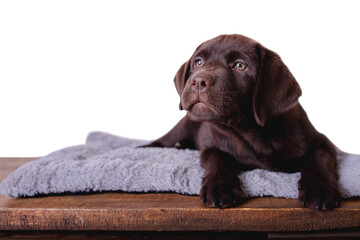 Closeup labrador chocolate puppy sitting on his mat. Isolated on white background.