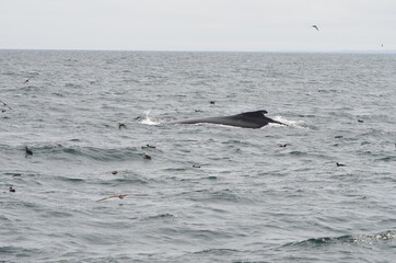 Fototapeta premium The back of a whale with its fin while whale watching in the Atlantic Ocean with a few flying seagulls in cloudy weather