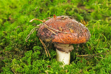 Suillus granulatus, weeping or granulated bolete growning on the moss