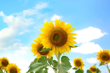 Beautiful sunflowers outdoors on sunny day, closeup view