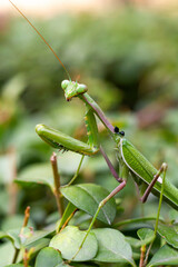  Green praying mantis (mantis religiosa) perches on a garden hedge