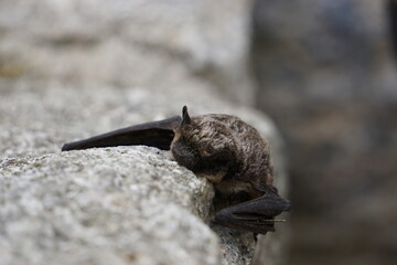 Small bat is resting on wall