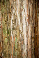 Fototapeta premium texture background for design and decoration 