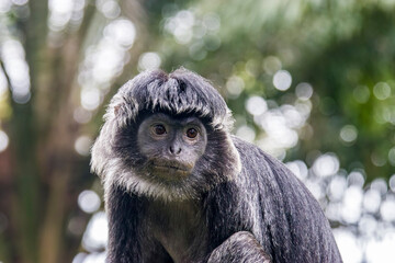 The Javan lutung (Trachypithecus auratus) closeup image,  also known as the ebony lutung and Javan...