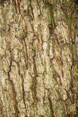 texture background for design and decoration
