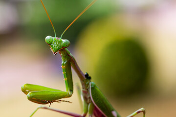  Green praying mantis (mantis religiosa) perches on a garden hedge - obrazy, fototapety, plakaty