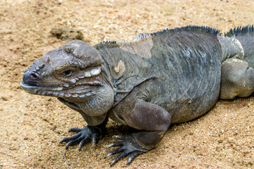 The rhinoceros iguana (Cyclura cornuta) is a threatened species of lizard in the family Iguanidae that is primarily found on the Caribbean island of Hispaniola. The closeup head image.
