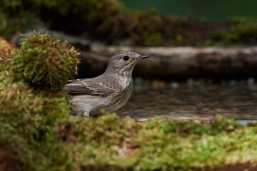 Spotted flycatcher ,, Muscicapa striata,, in natural environment, Danube forest, Slovakia, Europe