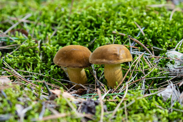 Podgrzybek brunatny Imleria badia, grzyby w leśnym mchu, runo leśne w rezerwacie przyrody