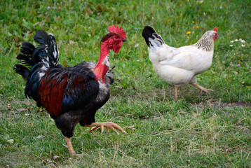 A beautiful rooster with a red bare neck walks on the green lawn