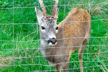 Fawn behind bars close up