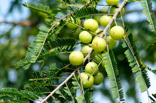 Emblic myrablan, Malacca tree is a medicinal plant for sore throat. Yellow green orb