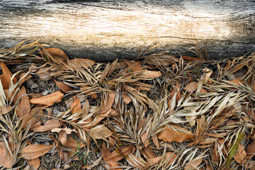 Fallen leaves and weathered wood suitable for use as a banner or background for lettering or greeting card.