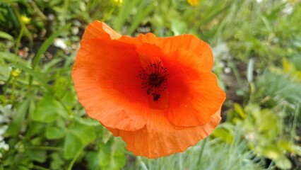 Lonely poppy