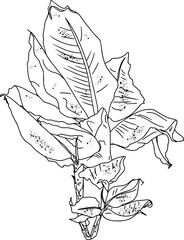 Vector illustration of leaves of tropical plants isolated on white background. For printing clothes, dishes, bedding, wrapping paper, blanks for designers