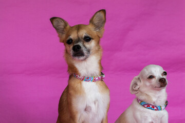 White chihuahua bimba and Lila on pink background