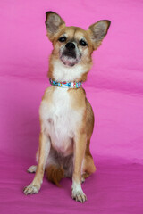 Lila brown chihuahua on background pink