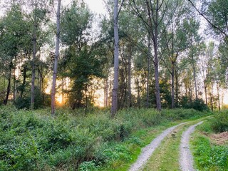Waldweg