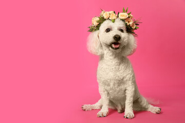 Adorable Bichon wearing wreath made of beautiful flowers on pink background, space for text