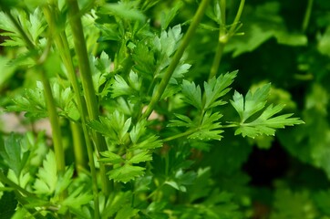 Fresh green parsley, closeup of leaves and stalks, healthy herbs