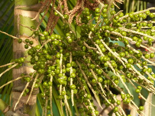 Still unripe, green palm fruits acai or arecoideae euterpeae (euterpe oleracea), fruit full of health in Amazon region near the village of Solimões, State of Pará, Brazil