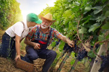 Two generation of wine grower harvesting grape