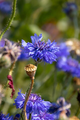 blue and purple