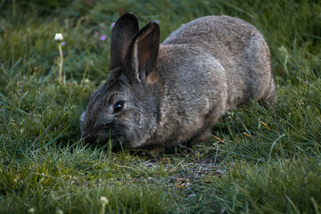 rabbit in the grass