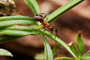 Macro of red wood ant ,,Formica rufa,, in natural environment, danube forest, Slovakia, Europe