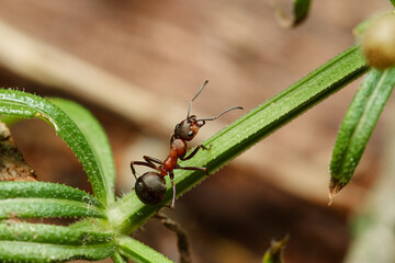 Macro of red wood ant ,,Formica rufa,, in natural environment, danube forest, Slovakia, Europe