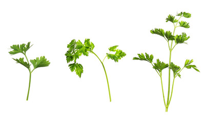 Set with green parsley on white background