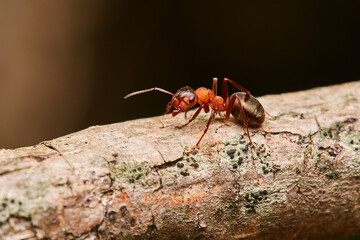 Macro of red wood ant ,,Formica rufa,, in natural environment, danube forest, Slovakia, Europe