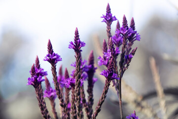 flowers in the garden