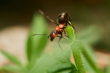 Macro of red wood ant ,,Formica rufa,, in natural environment, danube forest, Slovakia, Europe