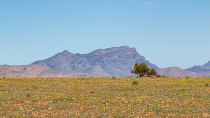 Minimalist landscape with a tilled land, one tree, mountains and a clear blue sky