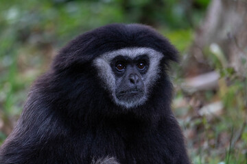 Gibbon portait