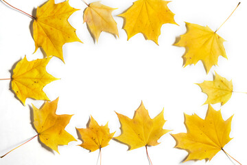 Yellow Autumn fallen foliage on white background