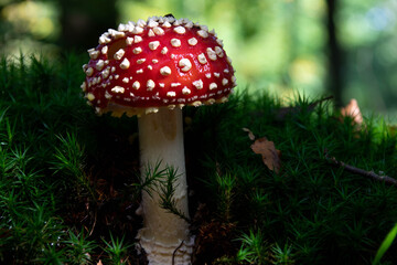 fly agaric mushroom