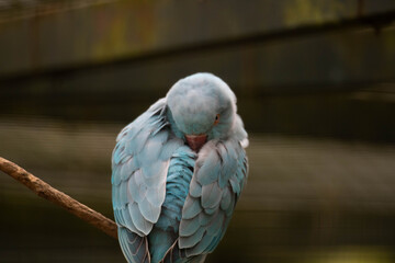 blue and yellow macaw