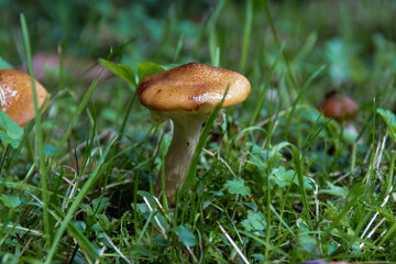 mushroom in the grass