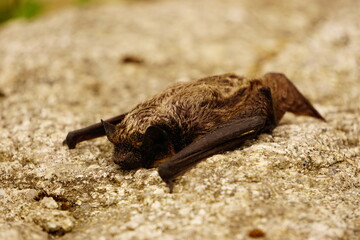 Small bat is resting on wall