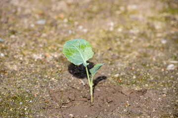 Broccoli seedling in the field , green vegetable